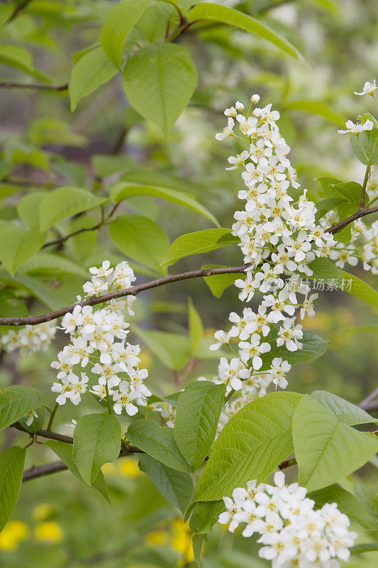 西部serviceberry，萨斯卡通(Amelanchier alnifoon)开花